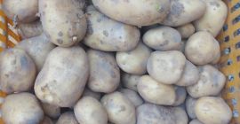 Vendo patate direttamente dal campo, varietà Ignacy, prezzo trattabile
