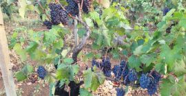 For sale bulk black berried wine grapes, NEGROAMARO and