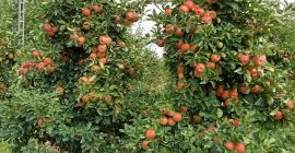 Good Morning for sale an apple SZAMPION. The apple