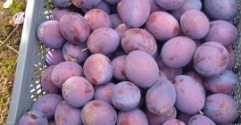 I will sell a gift plum, a thick, well-kept