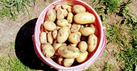 Salve Vendo 2 tipi di patate gialle catanesi e