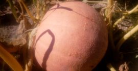 I will sell Bambino and Melon Yellow pumpkins weighing