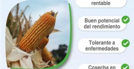 Porumb Tropi 101(7 până la 12) tone/ha și agri144(3