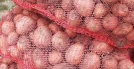 Bellarosa Verbraucherkartoffeln zum Verkauf, verpackt in 35-kg-Säcken. Tor. 0743664059