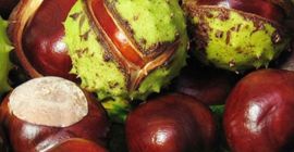 Ökológiailag tiszta gesztenyét (Aesculus hyppocastanum) árulok.Bővebb információért írjon nekem.