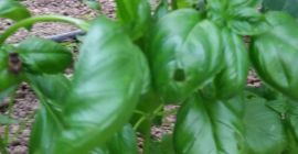 Genoese basil for sale, grown in a protected area.