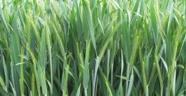 SELL FRESH CEREALS  CEREALS RYE, PRICE - INTERNATIONAL AGRICULTURAL EXCHANGE, Agro-Market24