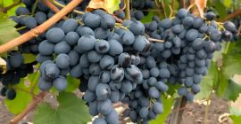 For sale table grapes of own production, Moldova variety.