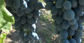 Fresh and very tasty grapes!