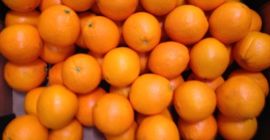 navelina oranges directly from the owners without intermediaries waxed