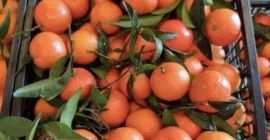 sale of Spanish tangerines directly from the owner without