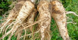 SELL FRESH VEGETABLES FRESH PARSLEY, PRICE - AGRICULTURAL EXCHANGE, Agro-Market24