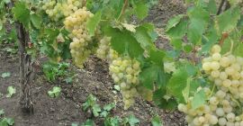 Продам качественный столовый виноград, Белый сорт Суручень.