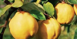 We sell quinces