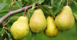 We sell pears
