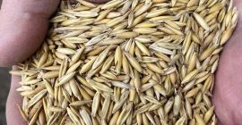 SELL FRESH CEREALS  CEREALS OAT, PRICE - CENY ROLNICZE, Agro-Market24