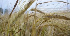 SELL FRESH CEREALS  CEREALS RYE, PRICE - CENY ROLNICZE, Agro-Market24