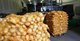 Кромпир на продају на велико. Добар квалитет!...за потрошњу Озун,