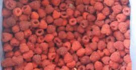 Замразени малини опаковани в кашони по 8-10 кг.I клас
