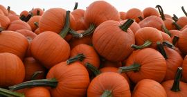Halloween pumpkins for sale. Varieties Spitfire (size from 2