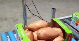 Sweet Potatoes (Orange Fleshed) 
Varieties: Beauregard / Bellevue
Origin: Egypt  
Brand: AfriGoodGrow
Grade: 1 
Packing: Cartoon box 6 kg net weight 
Certificates: Global G.A.P / GRASP 
Container: total 20 pallets / 3600 per container / 180 box per pallet 
Sizes: M, L1, L2 & XL
Shipping: CIF or C&F / FOB also available 
Whats app: +420 739019060