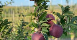 I&#39;m selling apples from the &#39;rabbit&#39;s muzzle&#39; varieties, Jonathan,