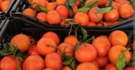 Klementin mandarint közvetítő nélkül közvetlenül a termelőtől árusítok, műanyagba
