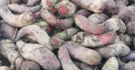 Црвена цвекла дугуљаста, сорта Алексис - крупна, јако обојена,