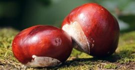 Gesztenyét vásárolok hétfőn, szerdán és pénteken 15:00 és 18:00