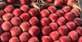 Vendiamo diverse varietà di mele in grandi quantità! Per