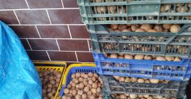 SELL FRESH FRUITS FRESH NUTS, PRICE - CENY ROLNICZE, Agro-Market24