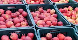 Продам примерно 3-3,5 тонны яблок, разных сортов, ручной сбор,