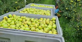SELL DRIED FRUITS FRESH APPLES GOLDEN DELICIOUS, PRICE - AGRICULTURAL EXCHANGE, Agro-Market24