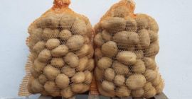 Potato, variety Denar