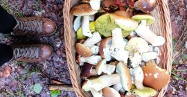 SELL FROZEN MUSHROOMS FRESH FOREST MUSHROOMS BOLETUS, PRICE - AGRICULTURAL EXCHANGE, Agro-Market24