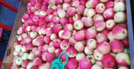 Продам около 10 тонн шампуней. Плод окрашен примерно на