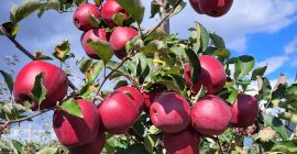 SELL FRESH FRUITS FRESH APPLES RED JONAPRINCE, PRICE - CENY ROLNICZE, Agro-Market24