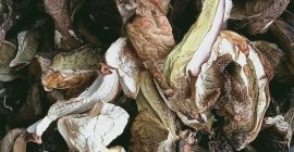 SELL DRIED MUSHROOMS FRESH FOREST MUSHROOMS BAY BOLETE, PRICE - AGRICULTURAL ADVERTISEMENTS, Agro-Market24