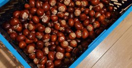 Chestnuts fresh large nice. I am asking for messages,
