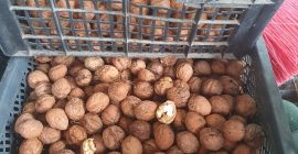 Меката черупка е много вкусна, суха или мокра.