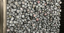 Ich werde gefrorene amerikanische Blaubeeren verkaufen, große Früchte, handgepflückt,