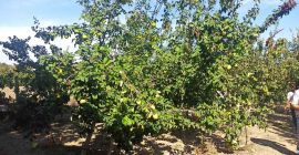 Gutui mari. Curat ecologic.