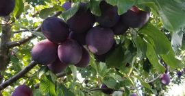 SELL FRESH FRUITS FRESH PLUMS, PRICE - AGRICULTURAL ADVERTISEMENTS, Agro-Market24