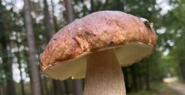 Пресни манатарки. Пресни, ако искате, иначе замразени. най-високо качество