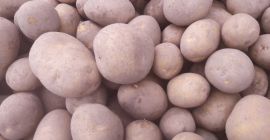 Giglio di patate varietà 45+