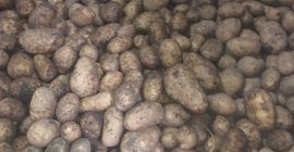 Buongiorno, vendo patate di Madeleine/vineta (gialle), Irga/catania (bianche), selezionate