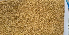 White mustard seeds, 99 percent purity and above. All
