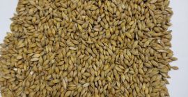 We sell Ware barley GOST Weed admixture 3.5% Grain