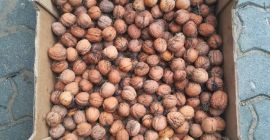 Deliziose noci del raccolto di quest&#39;anno