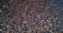 Buckwheat sifted pure organic without spraying